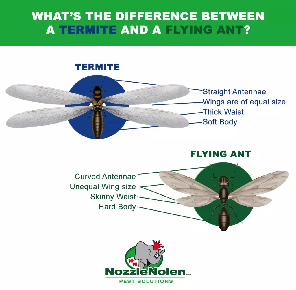 A graphic isslustrating the difference between a flying carpenter ant and a termite