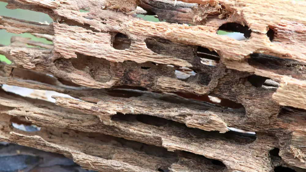 Damaged wood due to a carpenter ant infestation.