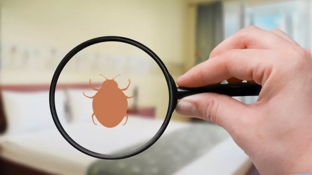 A hand holds a magnifying glass showing the outline of a bed bug superimposed over a double bed.