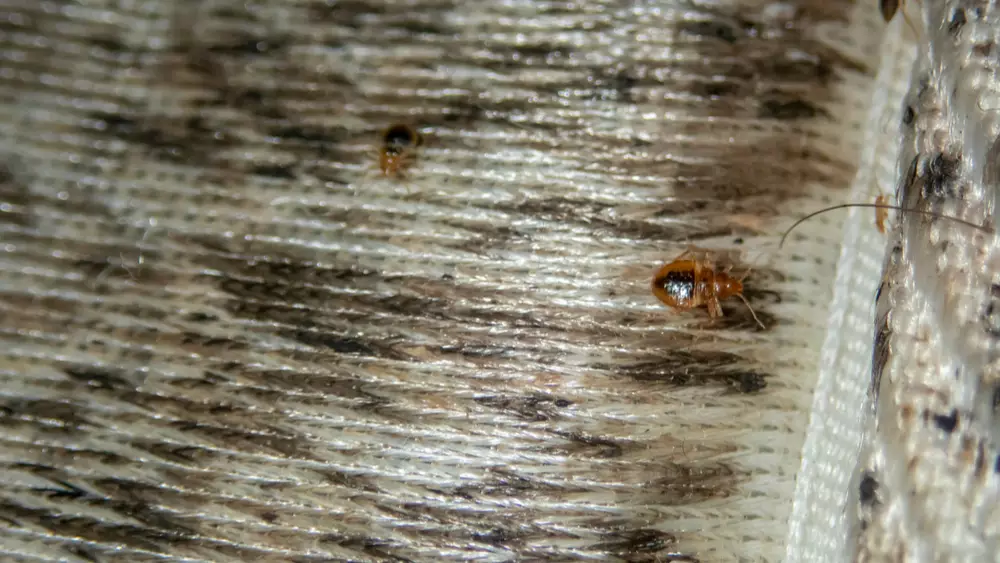 Severe bed bug activity on a mattress.