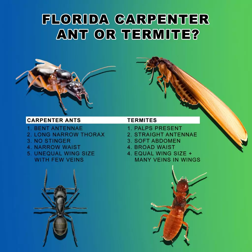 A graphic displaying the difference between Carpenter ants and termites. 
