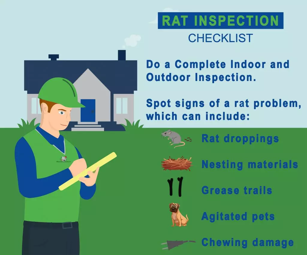 A graphic checklist of what to check for if you think you have rats