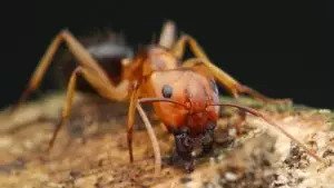 Florida Carpenter ant viewed head on