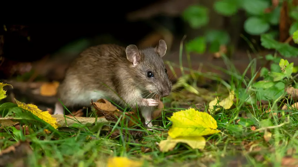 A rat rummaging in the undergrowth of a backyard