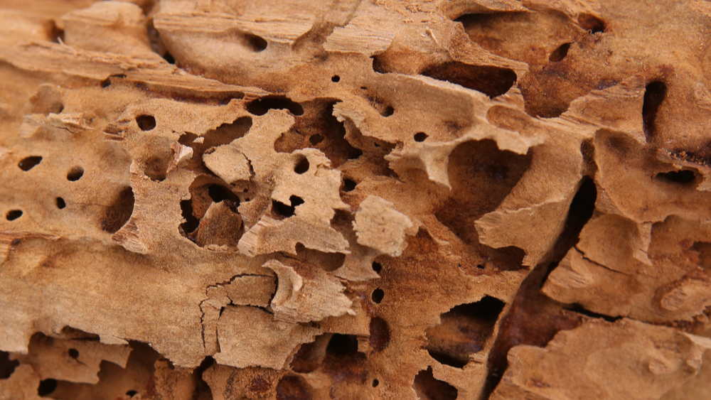Carpenter ant damage in a piece of wood