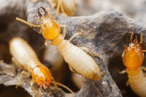 photo of termites