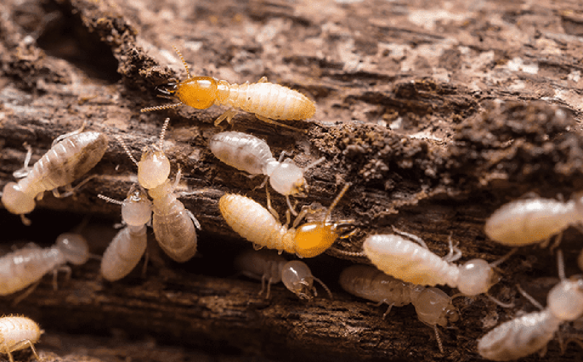 photo of termites