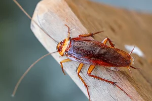 photo of american cockroach