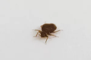 photo of bed bug in florida