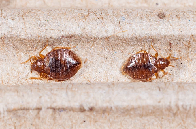 photo of bed bugs in a box