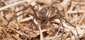 photo of brown recluse spider
