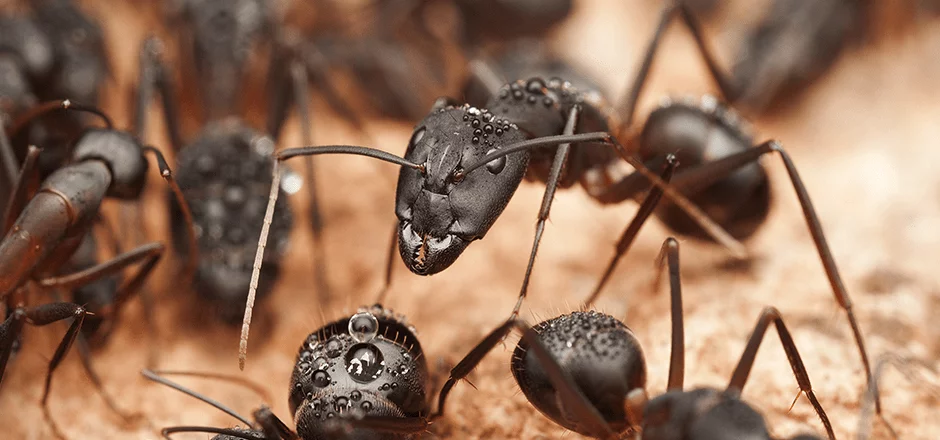 photo of carpenter ants in jupiter fl