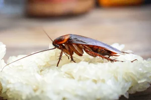 photo of a cockroach in a restaurant