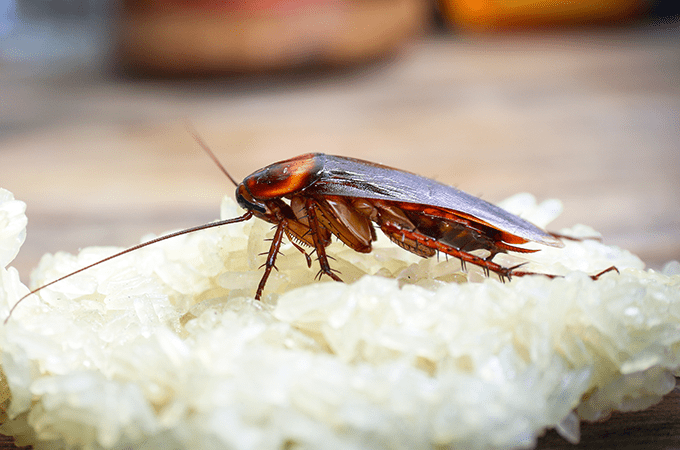 photo of a cockroach in a restaurant