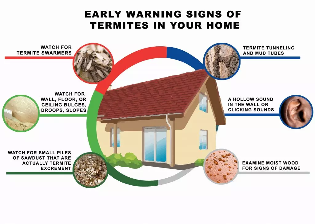 A graphic displaying information on how to know if you have termites in your home