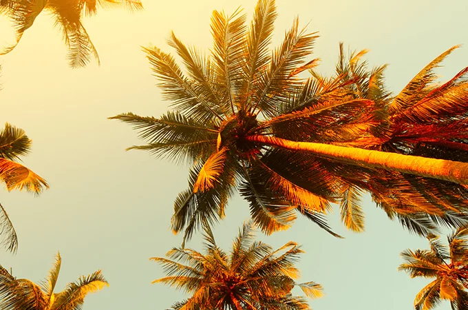 photo of florida palm trees