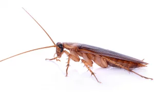 photo of florida roach