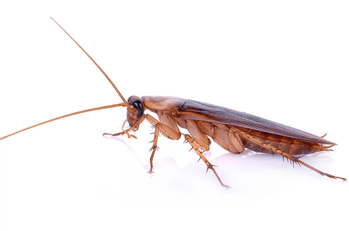 photo of florida roach