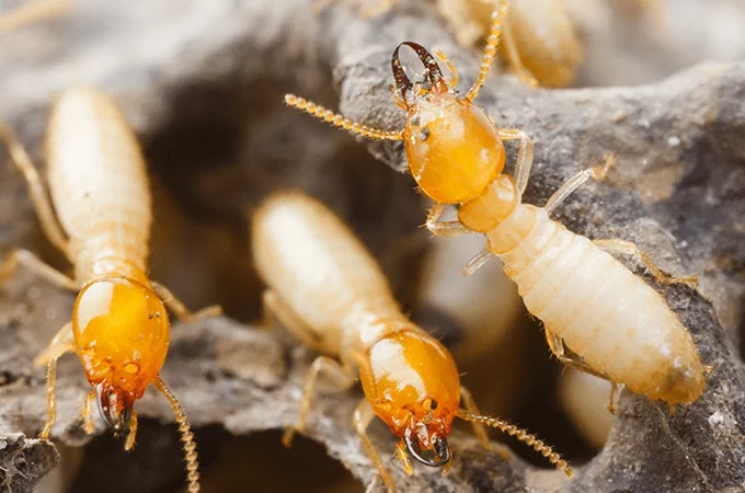 photo of formosan termites