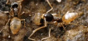 photo of ghost ants