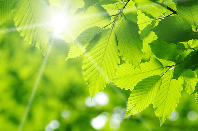 photo of green leaves