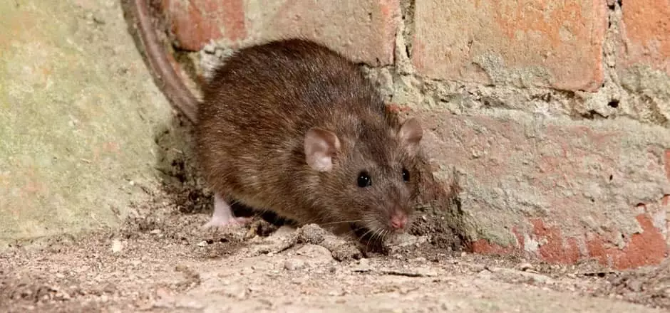 photo of norway rat