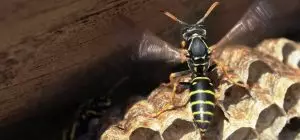 photo of paper wasp