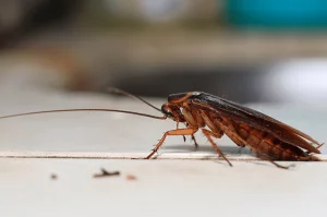 photo of roach in a restaurant