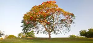 photo of royal poinciana trees