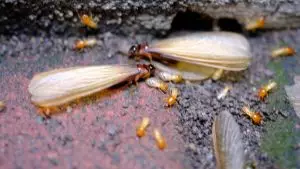 a picture of Termites surface after rainfall and may include swarmers, or “alates.”
