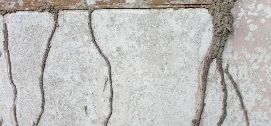 signs of termite damage in drywall