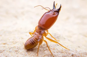 photo of termite soldier