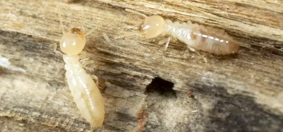 photo of termites in florida