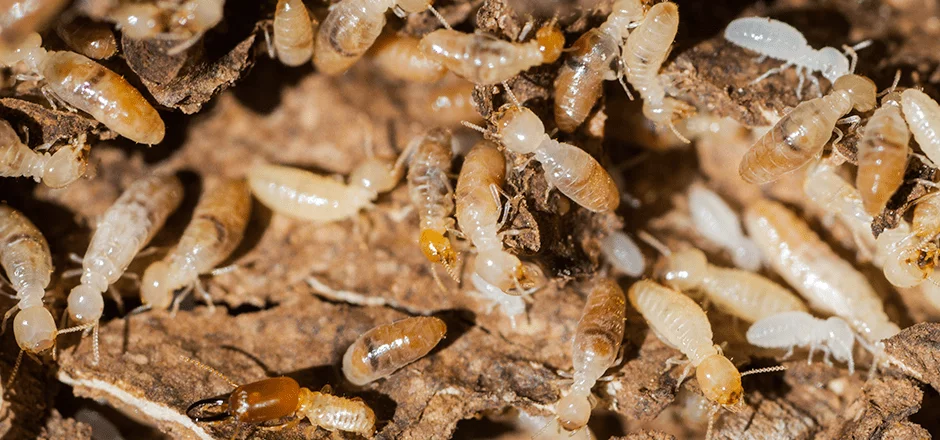 photo of termites