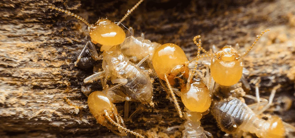 photo of termites up close
