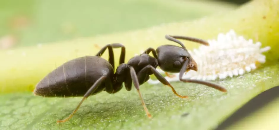 photo of white footed ant