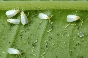 photo of whiteflies in florida