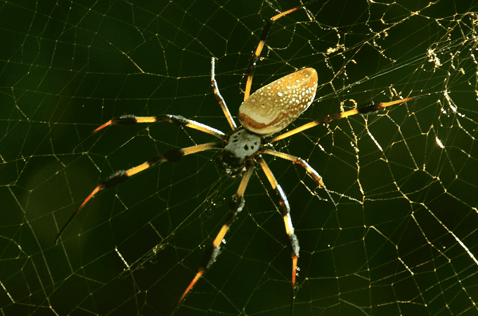 photo of a banana spider