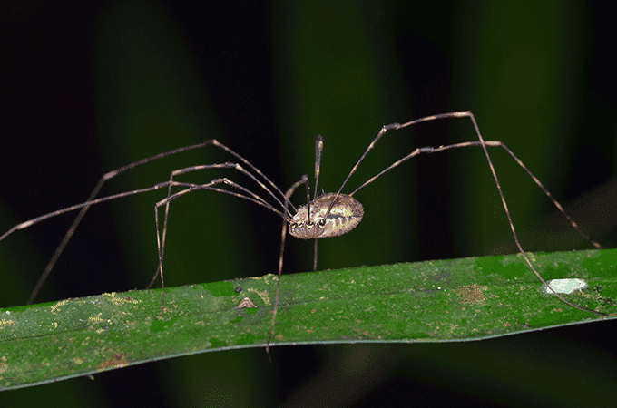 photo of daddy long legs spider