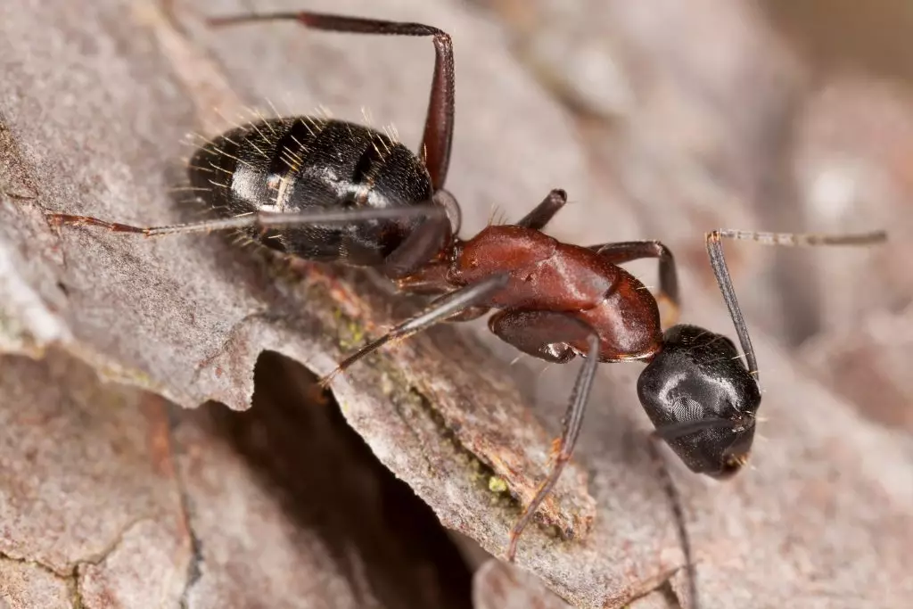 florida carpenter ants