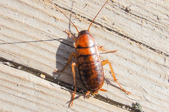 Asian Cockroach