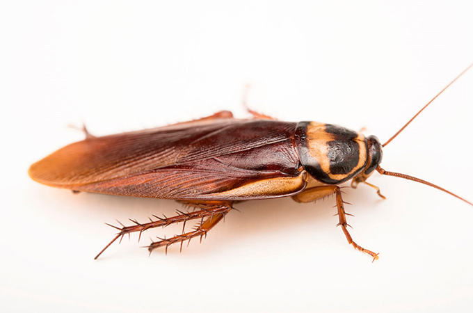 Australian Cockroach