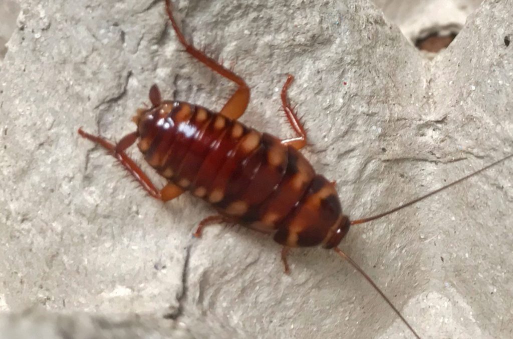 Brown-banded Cockroach