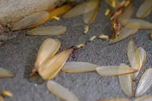 Drywood Termites