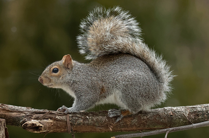 Eastern Gray Squirrels in Florida