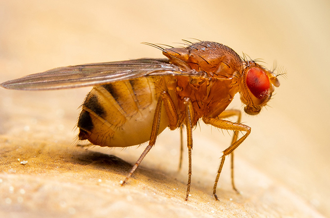 Flies in Florida - Pest Library - Nozzle Nolen