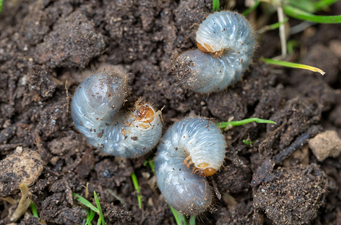 Lawn Grubs in Florida