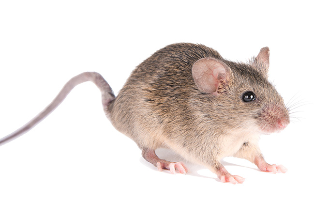 Rodent Treatment, Get Rid of Rodents in Florida