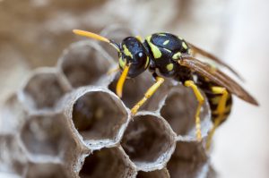Paper Wasp in Florida