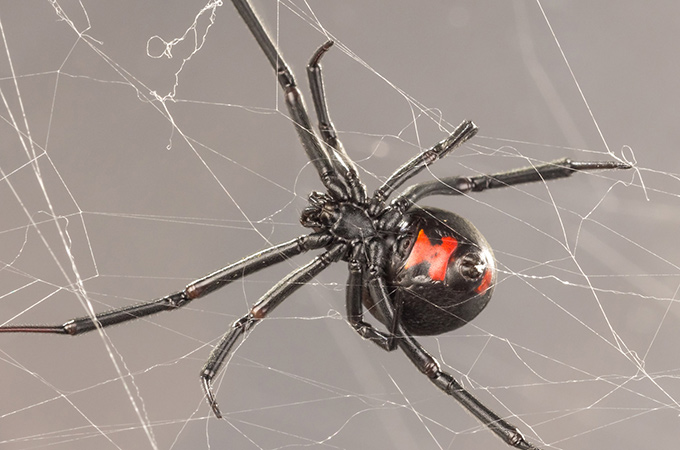 Southern Black Widow Spider